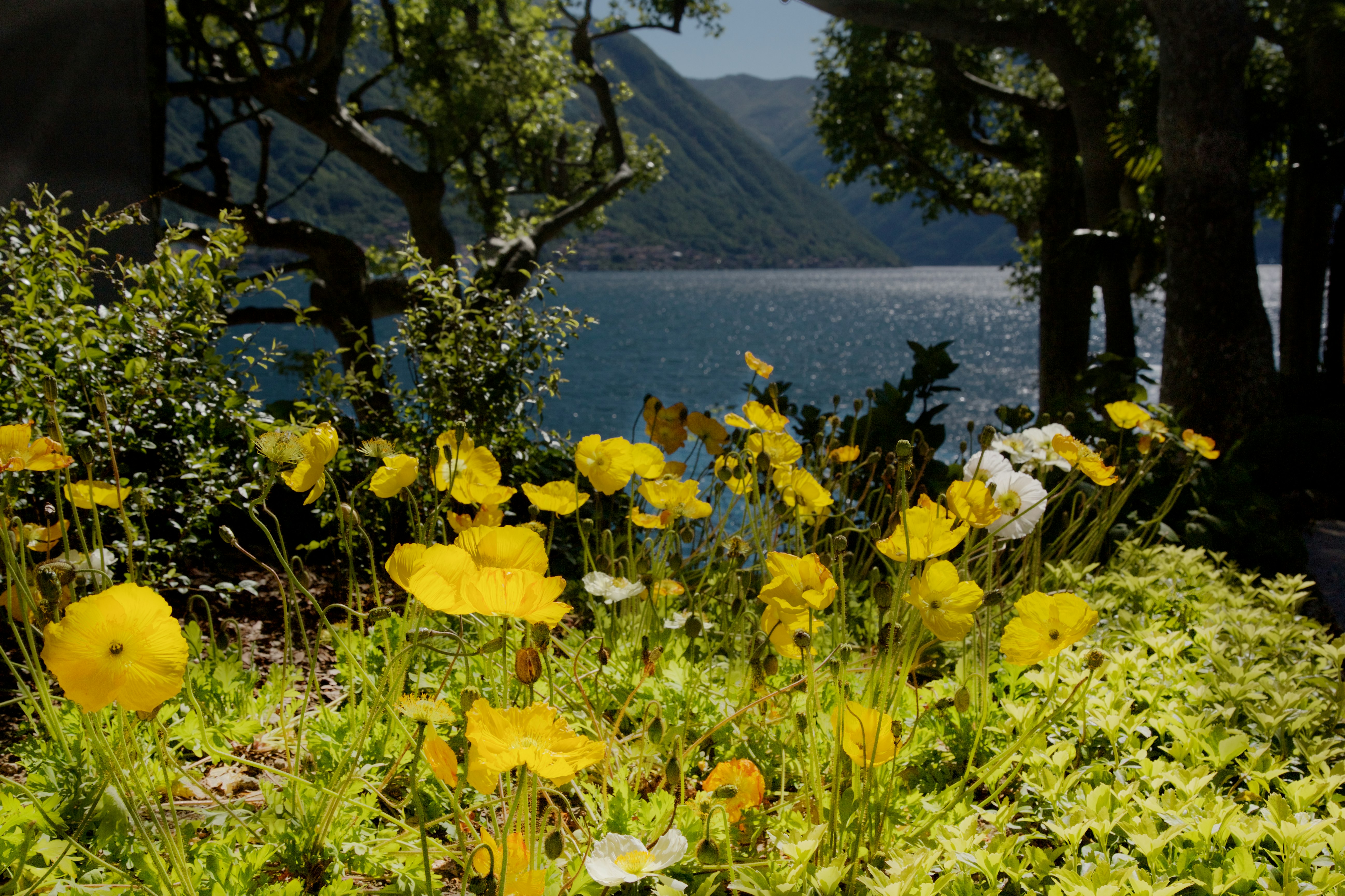 yellow petaled wild flowers